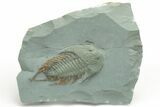 Lower Cambrian Trilobite (Neltneria) - Issafen, Morocco #222421-1
